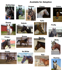 adoptable horses