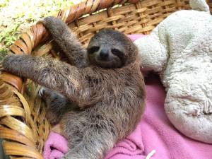 sloth in a basket
