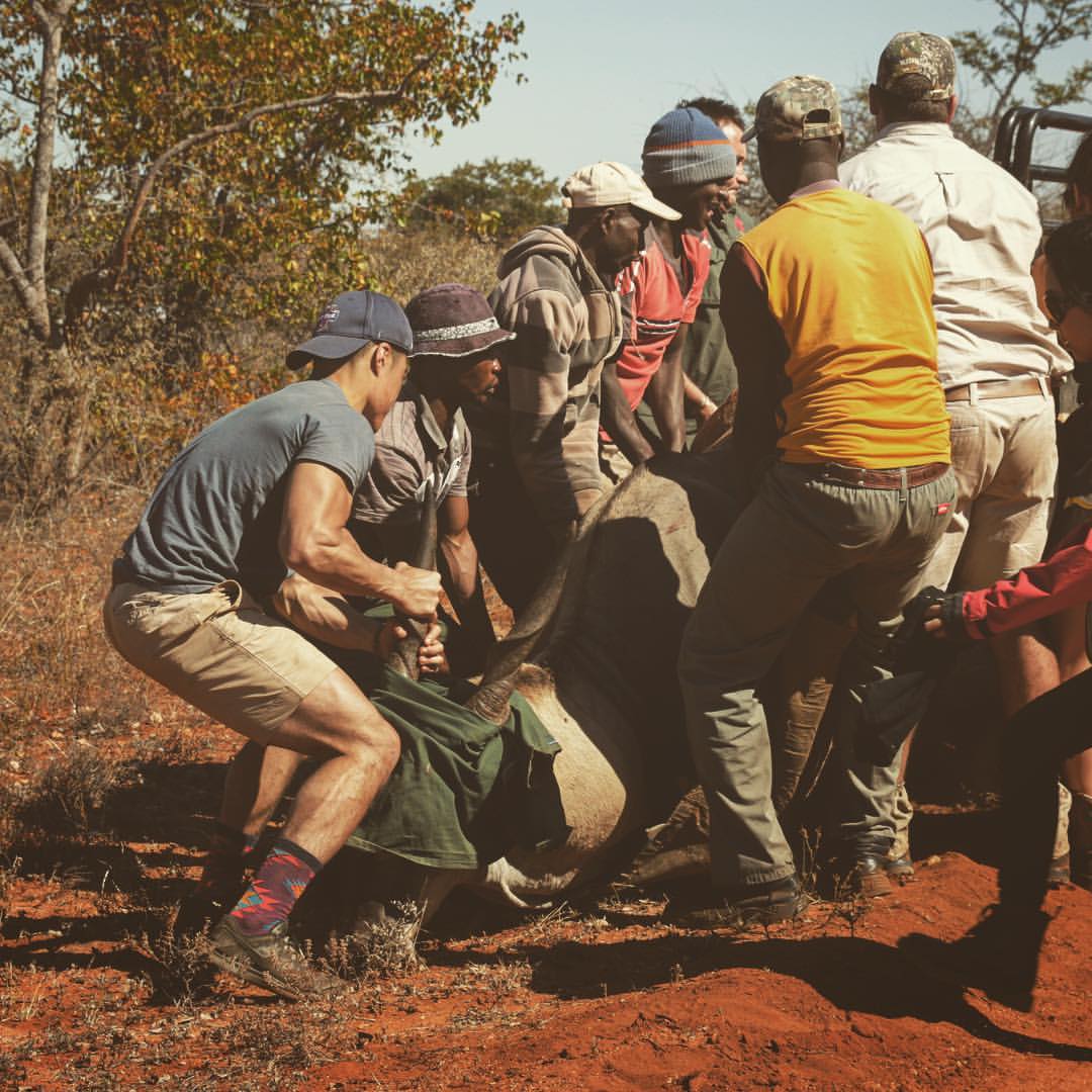 Keiya Akiyama with team capturing wild antelope