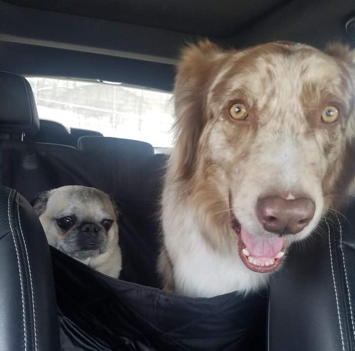 Butters and his friend in the back seat of a car