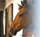 Rescued Horse Portrait
