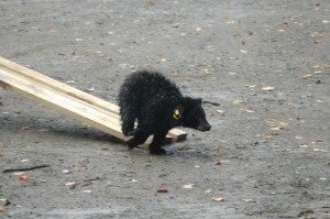 orphaned bear cub release